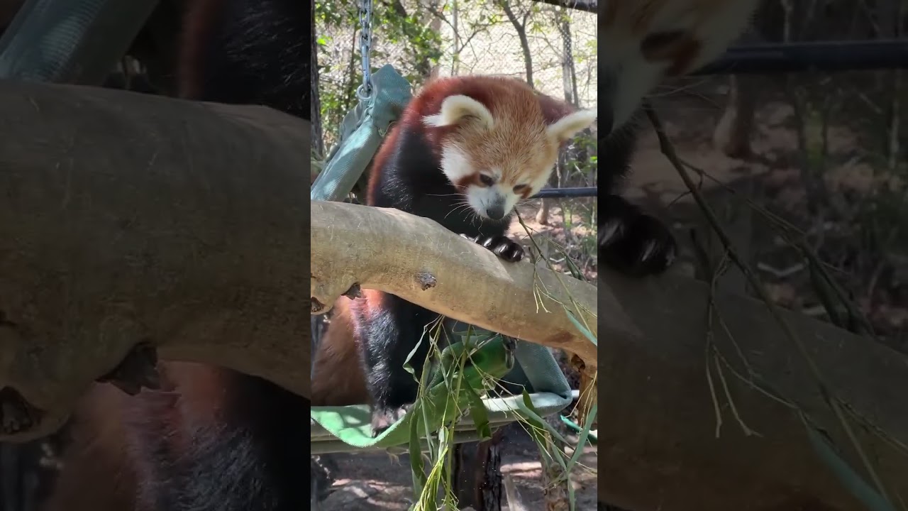 Watch a cute red panda crunching on fresh bamboo