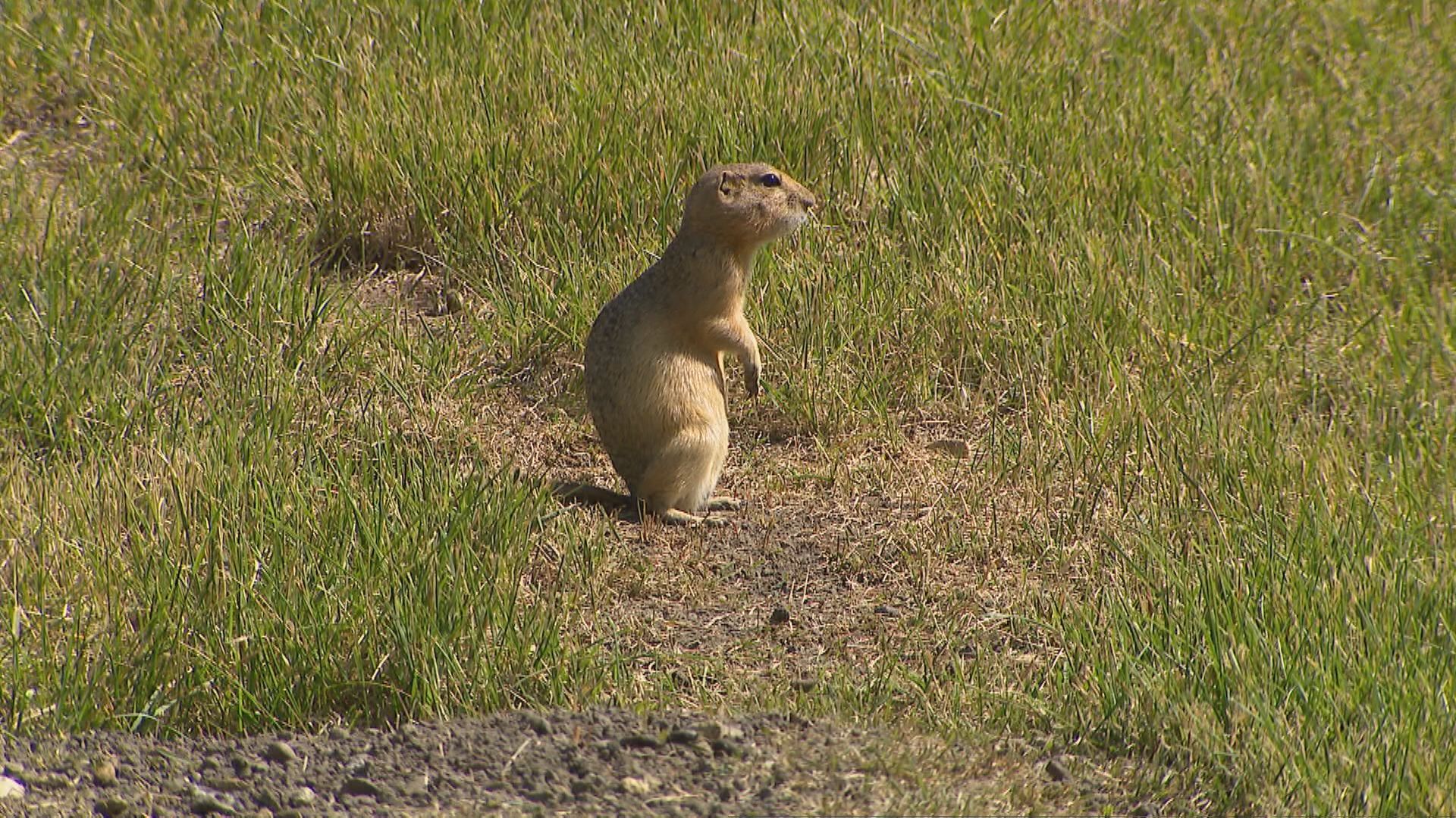 Health matters: AB, SK pushing Ottawa to lift ban on certain rodent poison