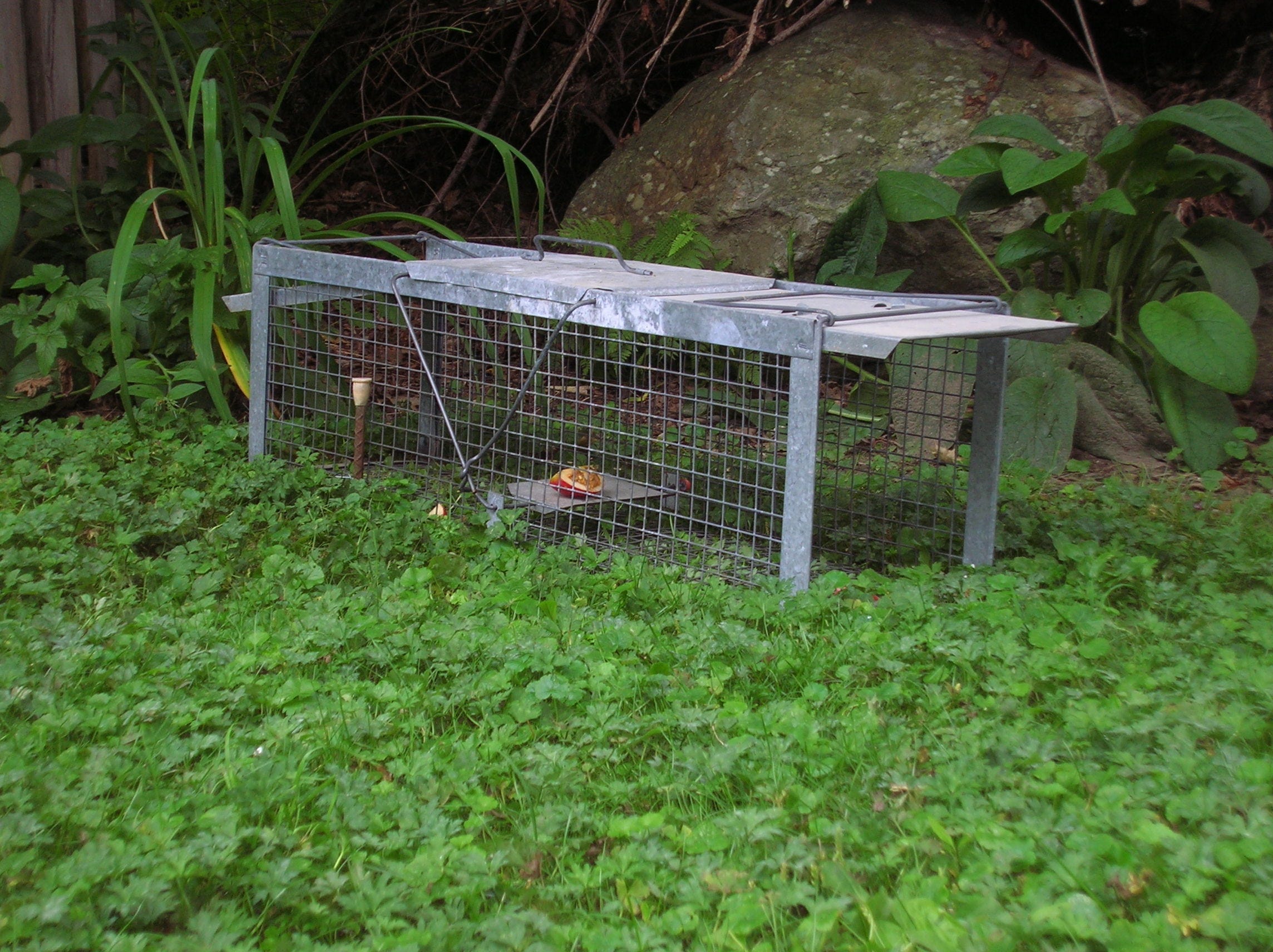 Florida's trapping rules are changing. Here's what trappers need to know
