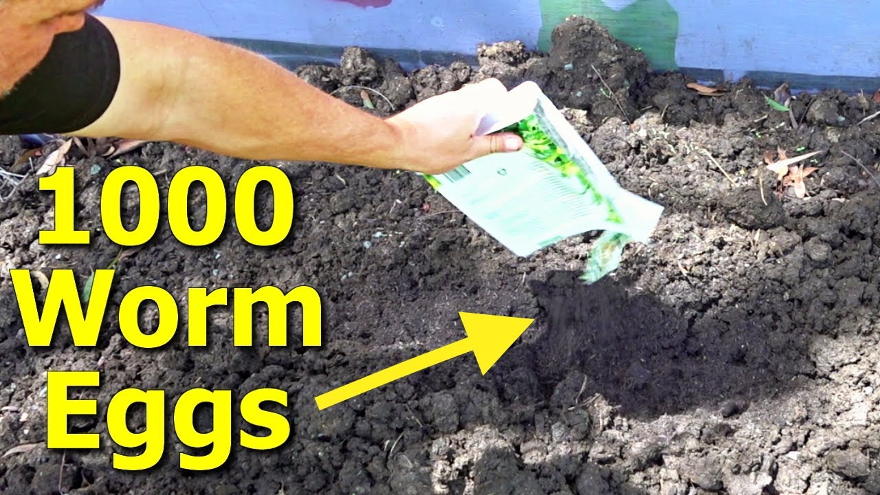 Transform cow manure into super soil with worm eggs | Self Sufficient ...