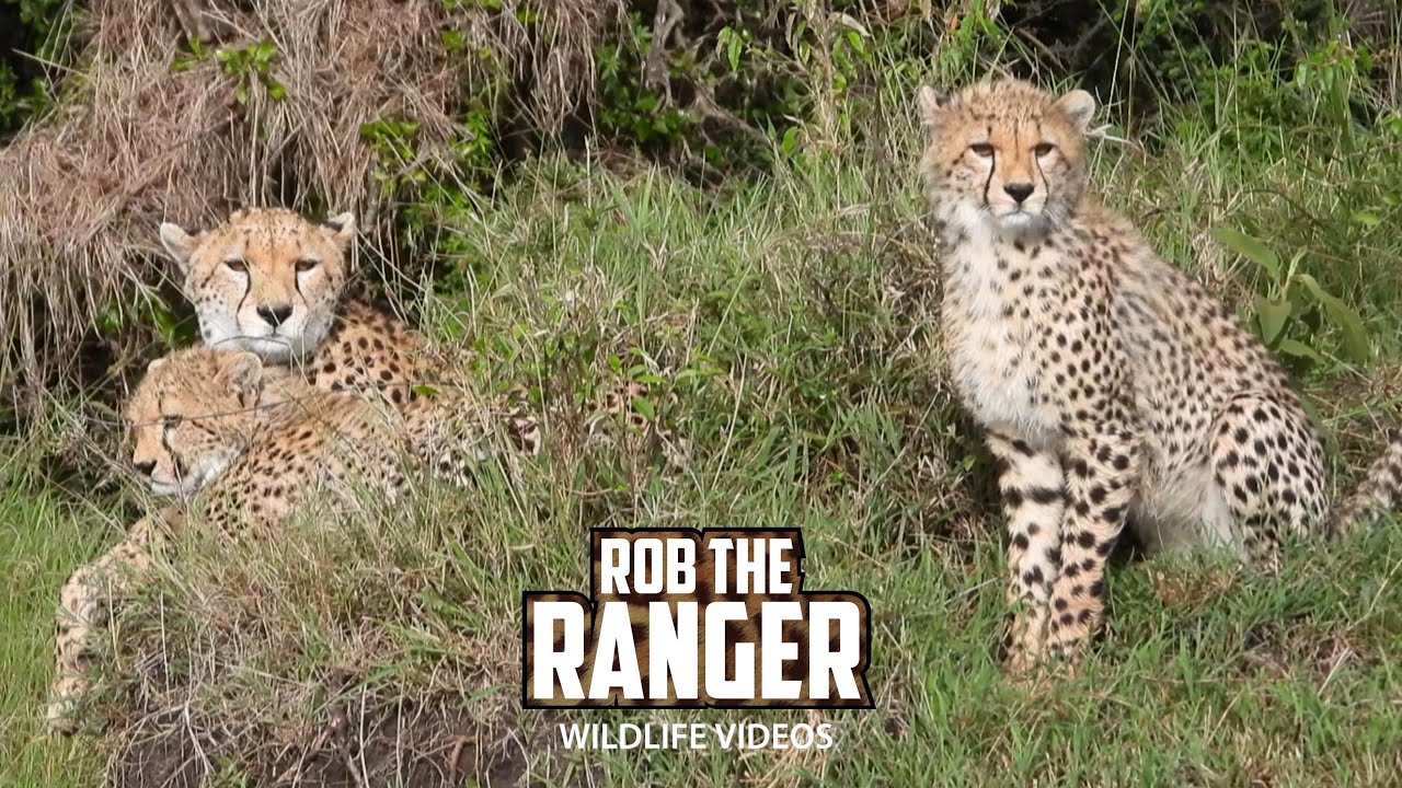 Playful cheetah cubs romp with mother in Mara savannah