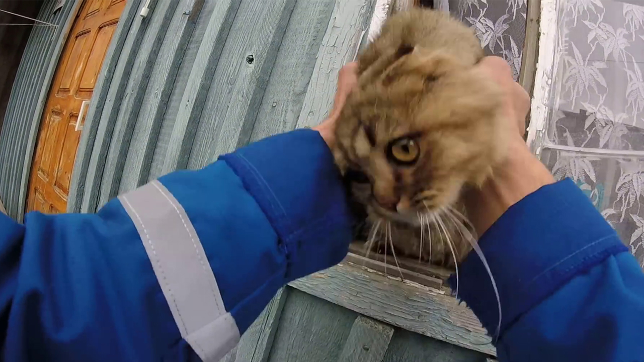 Rescue the cat which trapped in the house