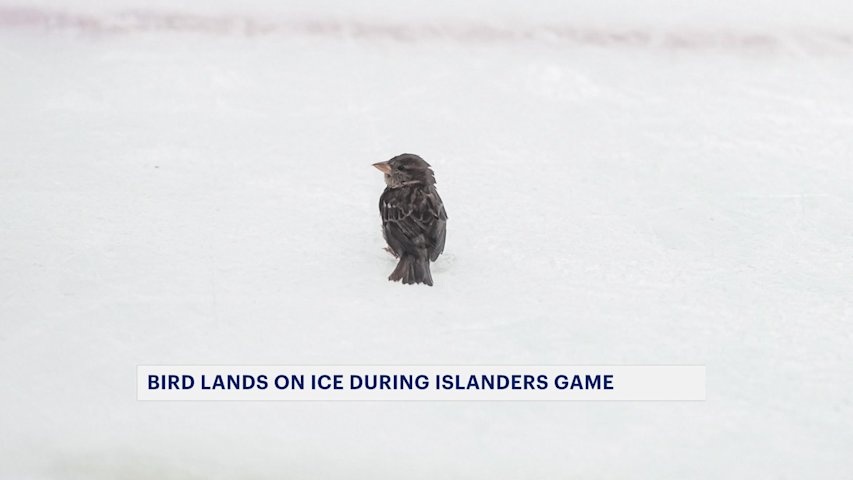 'Rally Bird' steals the show at Islanders game