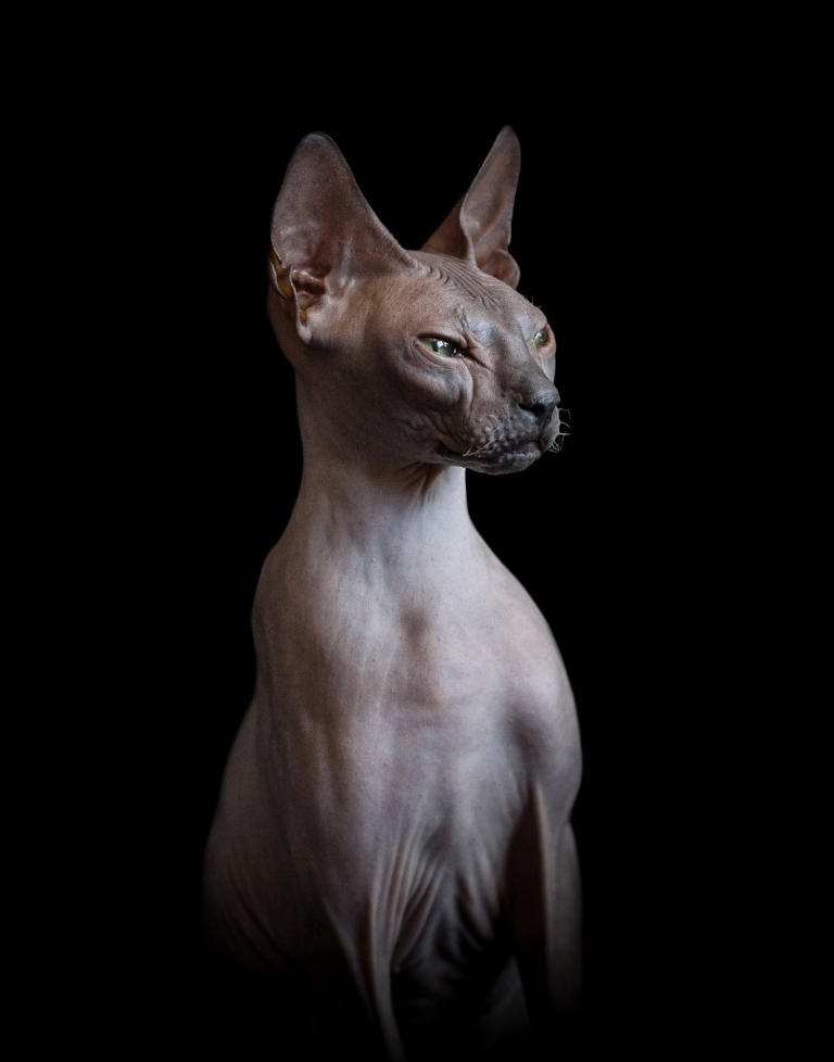 Here are the absolute best cat photos you’ll see on the internet today