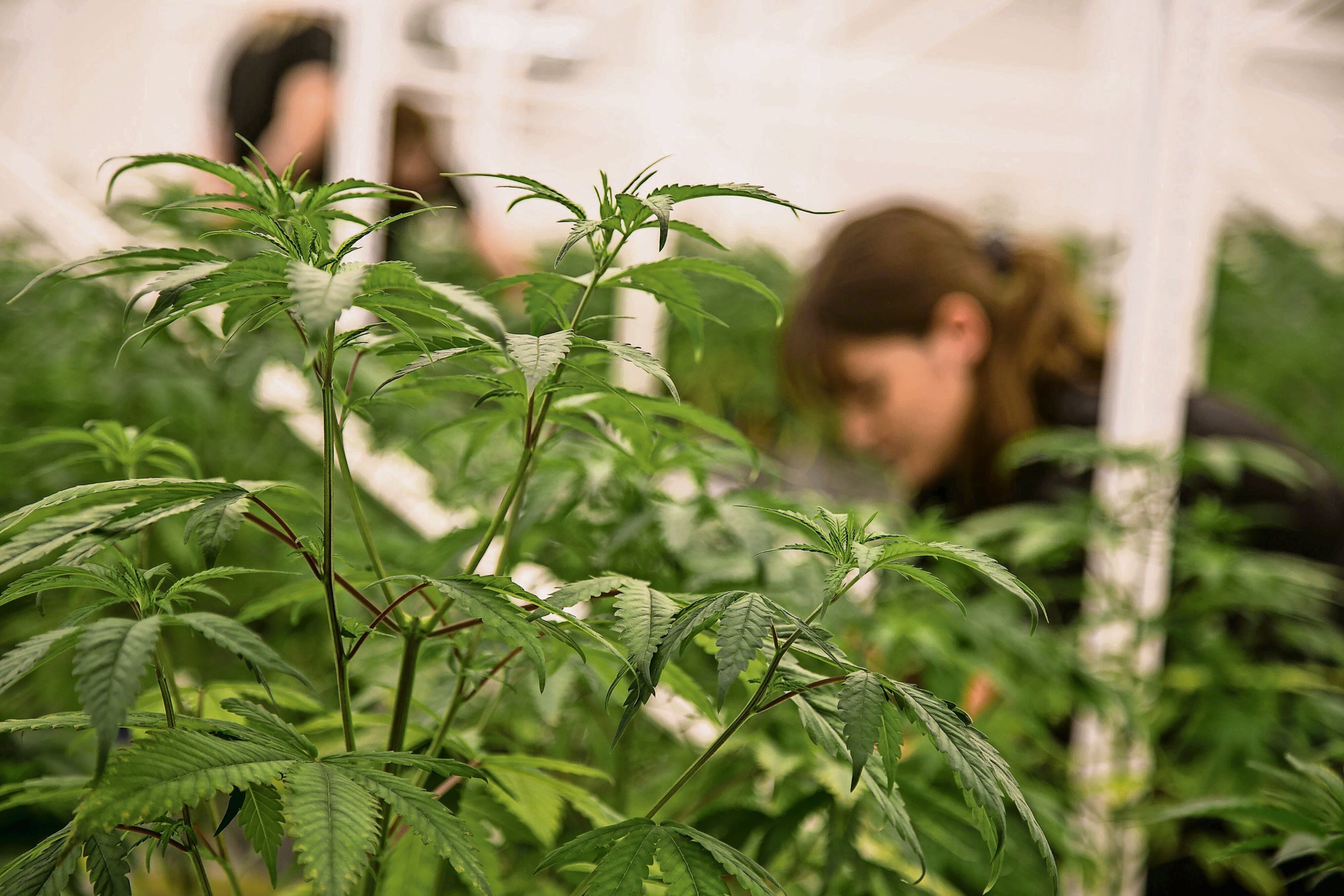 Ohioans for Cannabis Choice get green light to collect signatures to ...