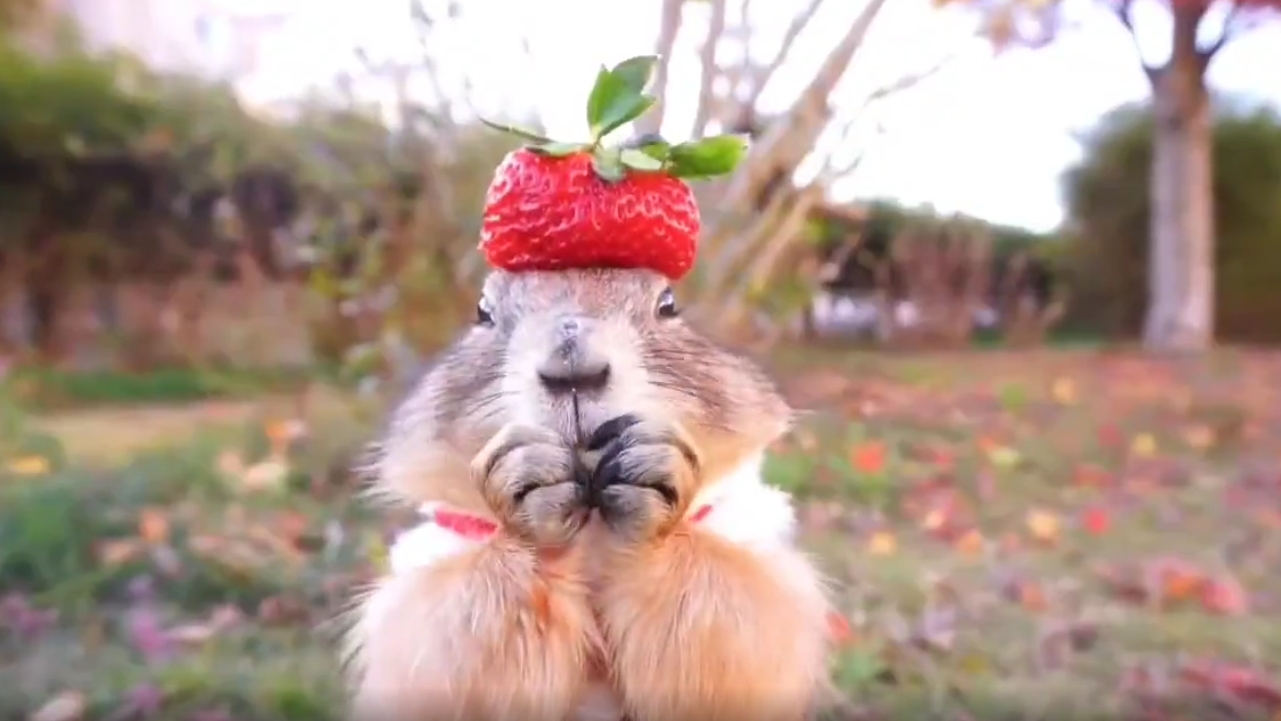 Cute Prairie dog wearing a strawberry hat while eating stands still!