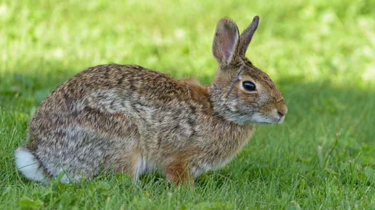 Lost animal species that clawed their way back from extinction