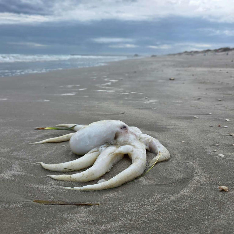 Rare sight: Octopuses found stranded on the Texas coast