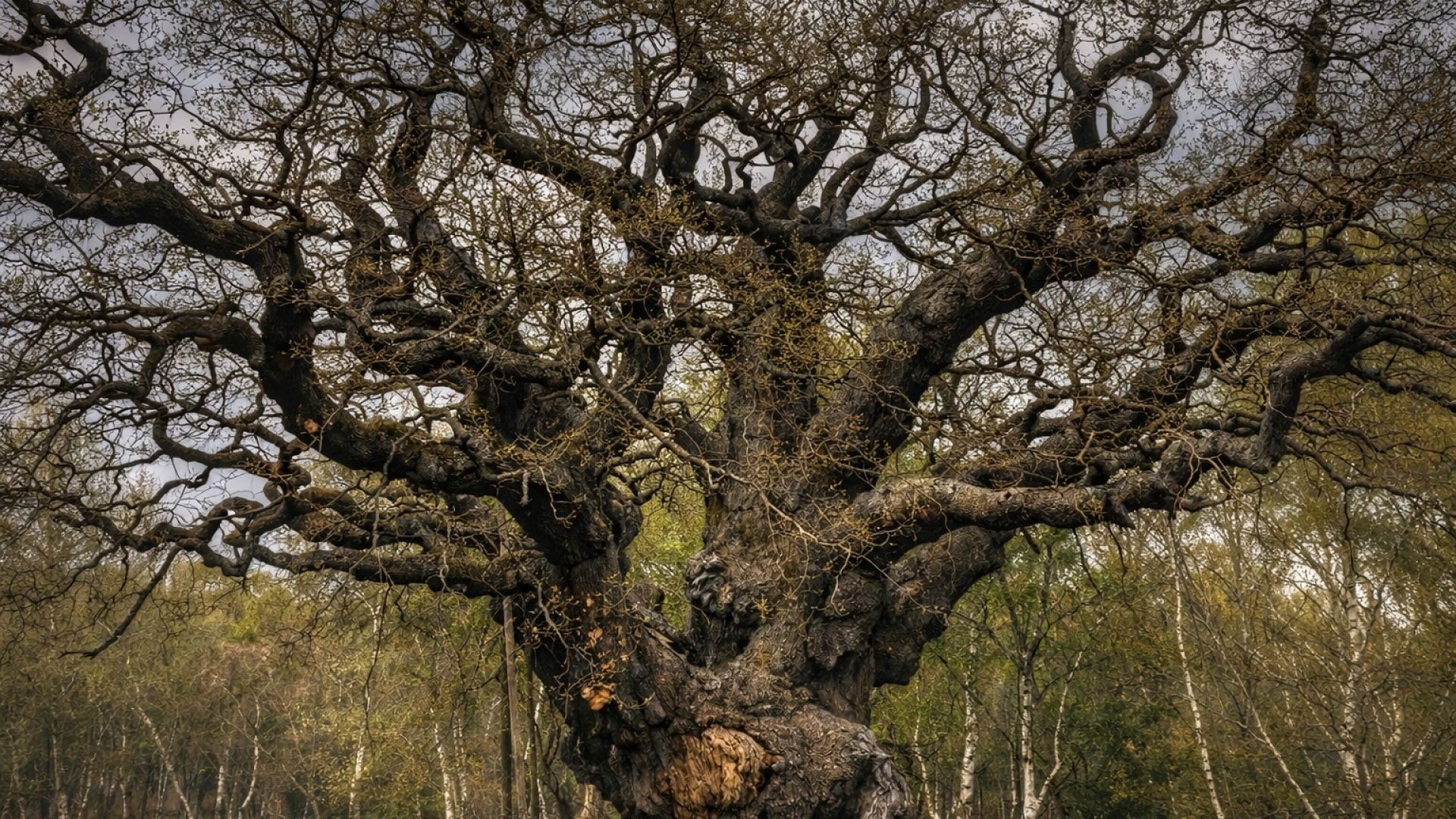 Sherwood Forest before Robin Hood, the lost wildwood that once covered ...