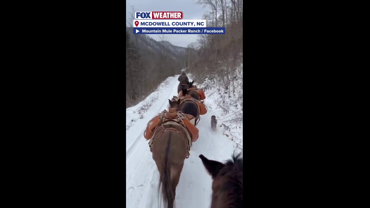 Members of the Mountain Mule Packer Ranch deliver supplies to snow ...