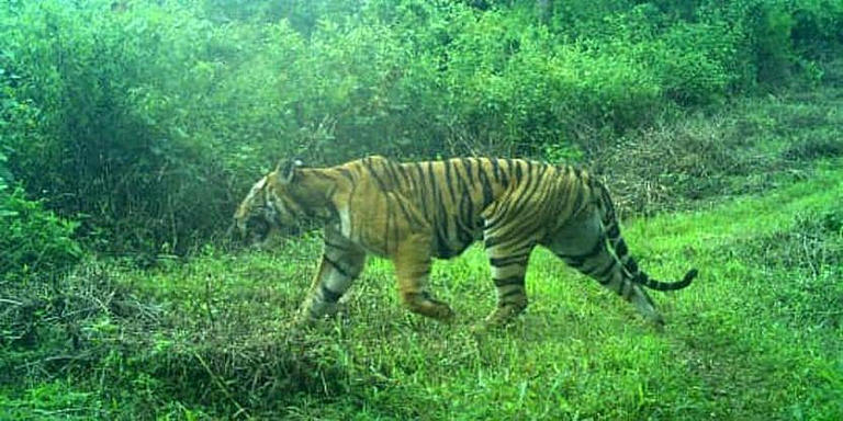 Elusive tiger traced near Rajamahendravaram outskirts, capture ...