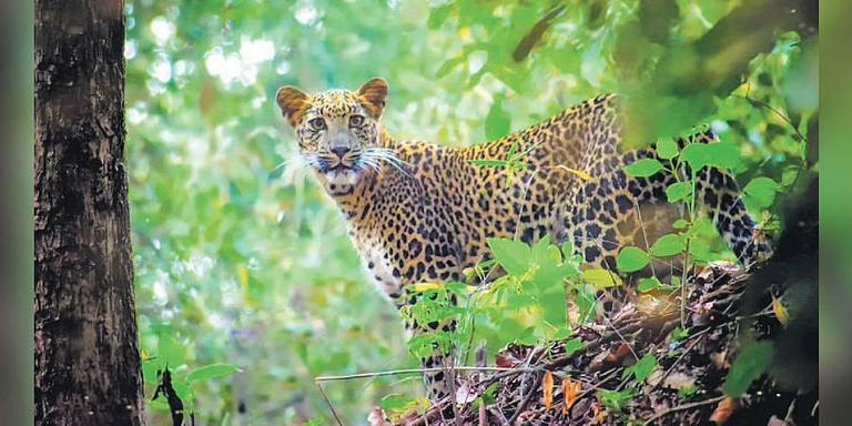 Youth injured in leopard attack in Kotagiri