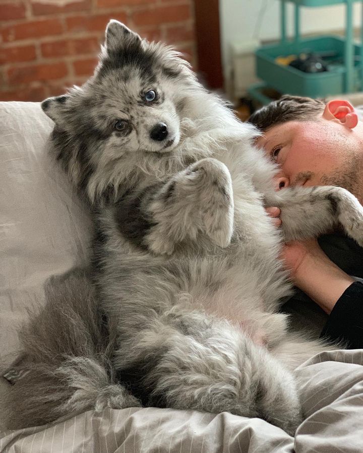 Hidden Dog Breeds That Will Steal You>