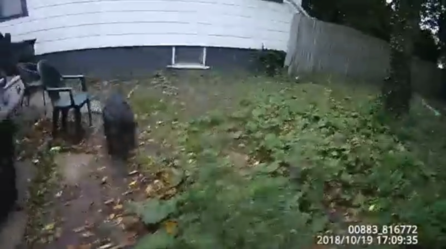 Federal jury awards Rochester couple $125K over police shooting of dog