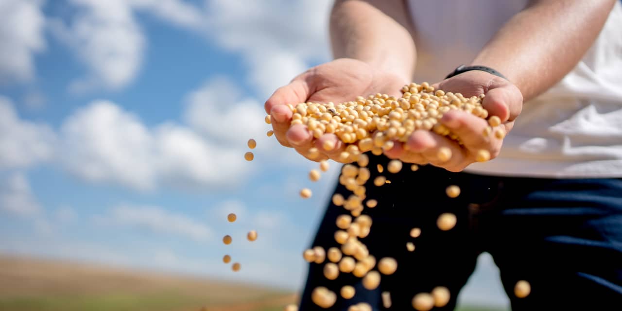 Soybean prices surge to highest level this year, as Trump surprises market with plan for more sales to China<br>