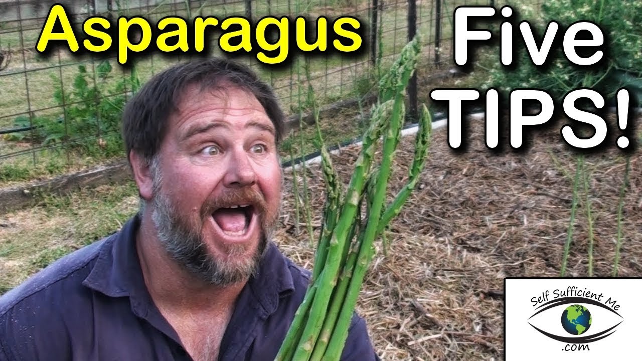 5 secrets to growing tons of asparagus in raised beds | Self Sufficient Me