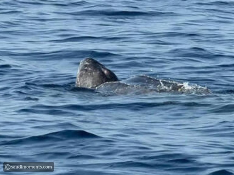 Endangered leatherback turtle spotted in Red Sea