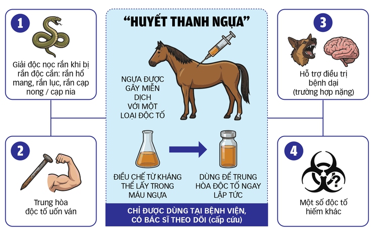 Năm Ngọ nói chuyện ngựa cứu người trong y học