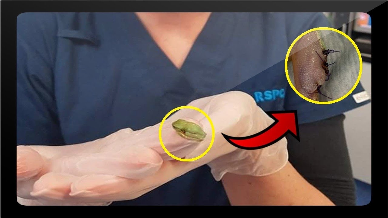 Veterinarian performs lifesaving surgery on tiny tree frog using ...