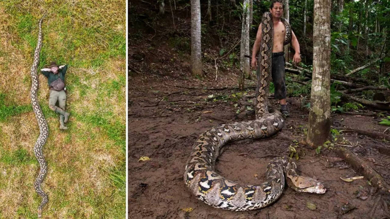 Meet Ibu Baron: 23 feet reticulated python recorded as the longest wild ...