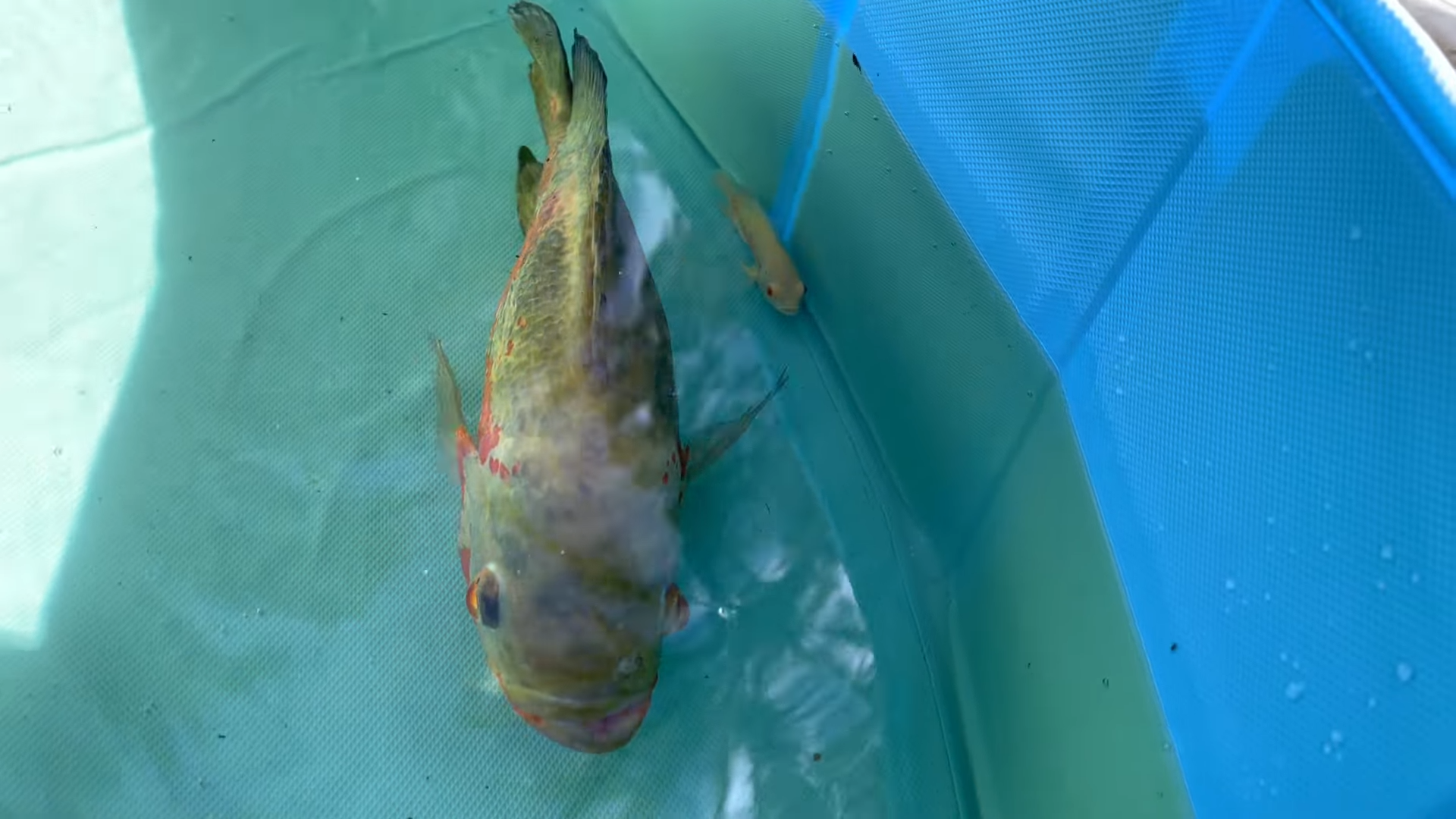 Tiger fish’s mysterious twin appeared in my pond