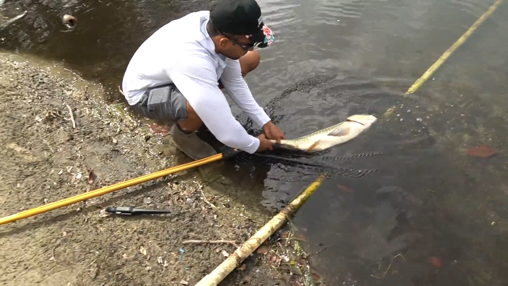 Fish surgery after a bird attack: emergency pond rescue