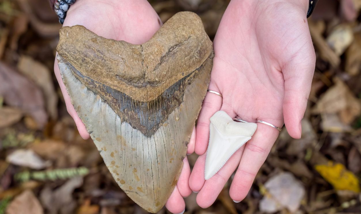 A 9-year-old girl discovered a rare—and massive—15-million-year-old ...