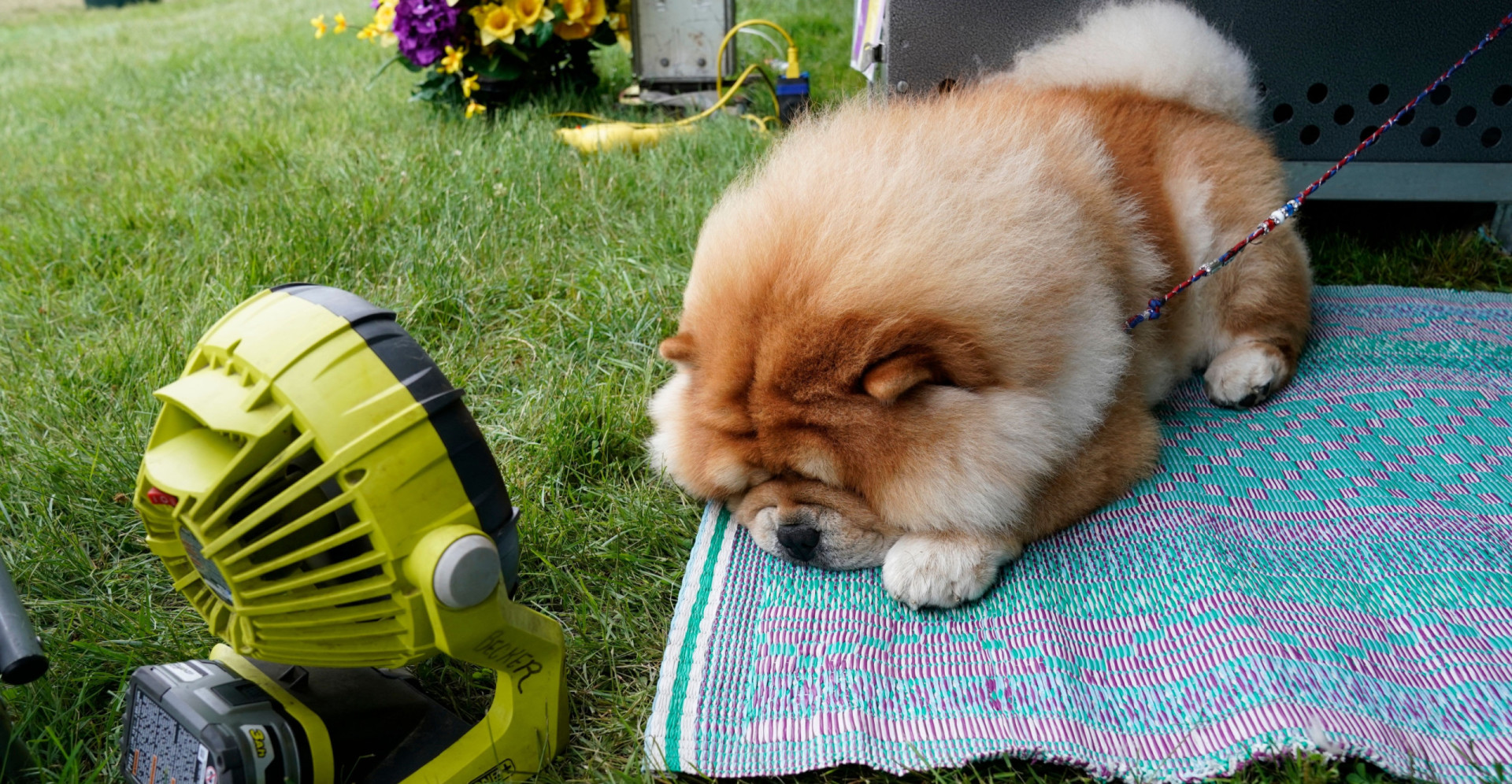 these-are-the-hardest-dog-breeds-to-train