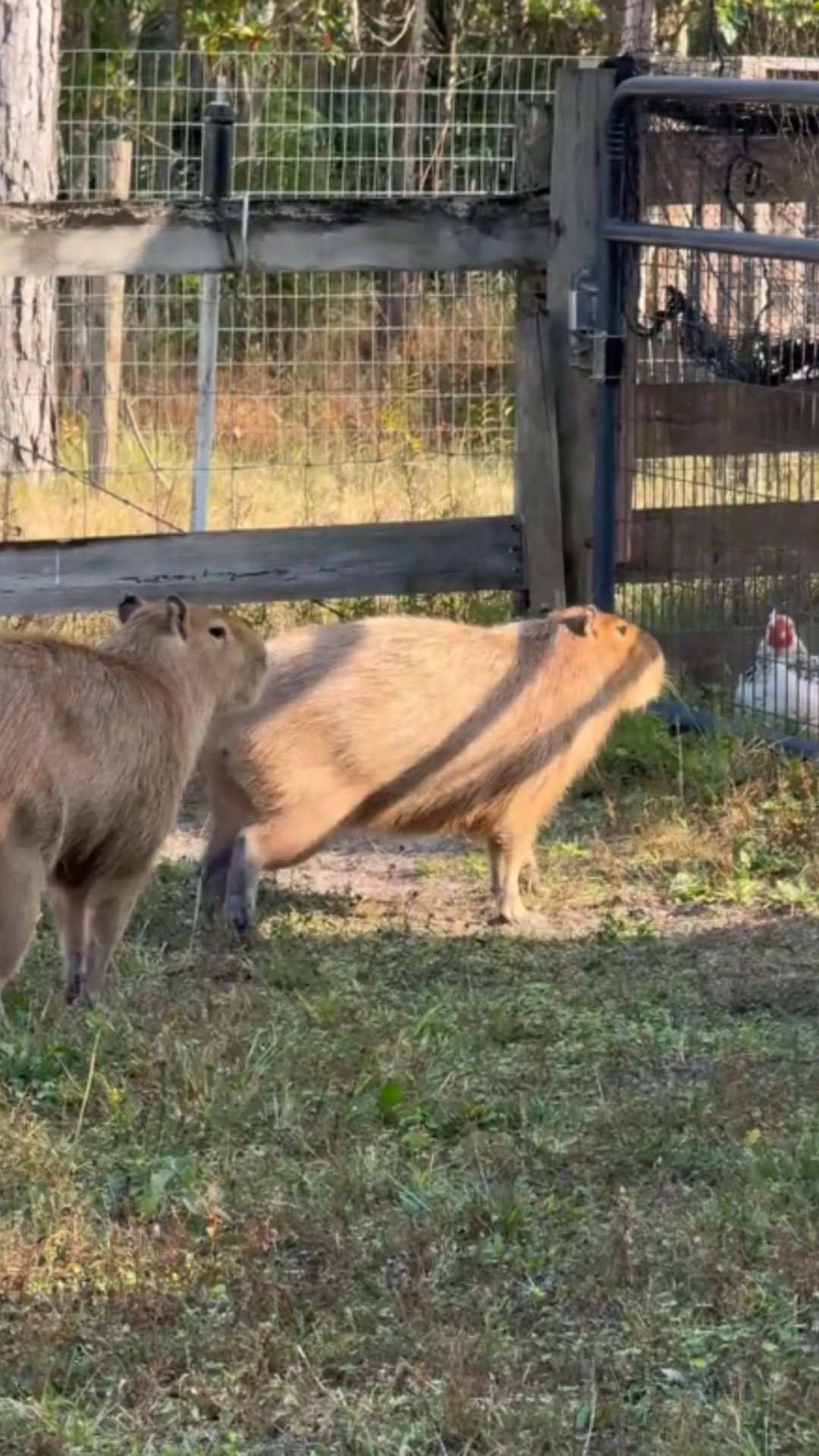 Why videos of capybaras running surprise so many people