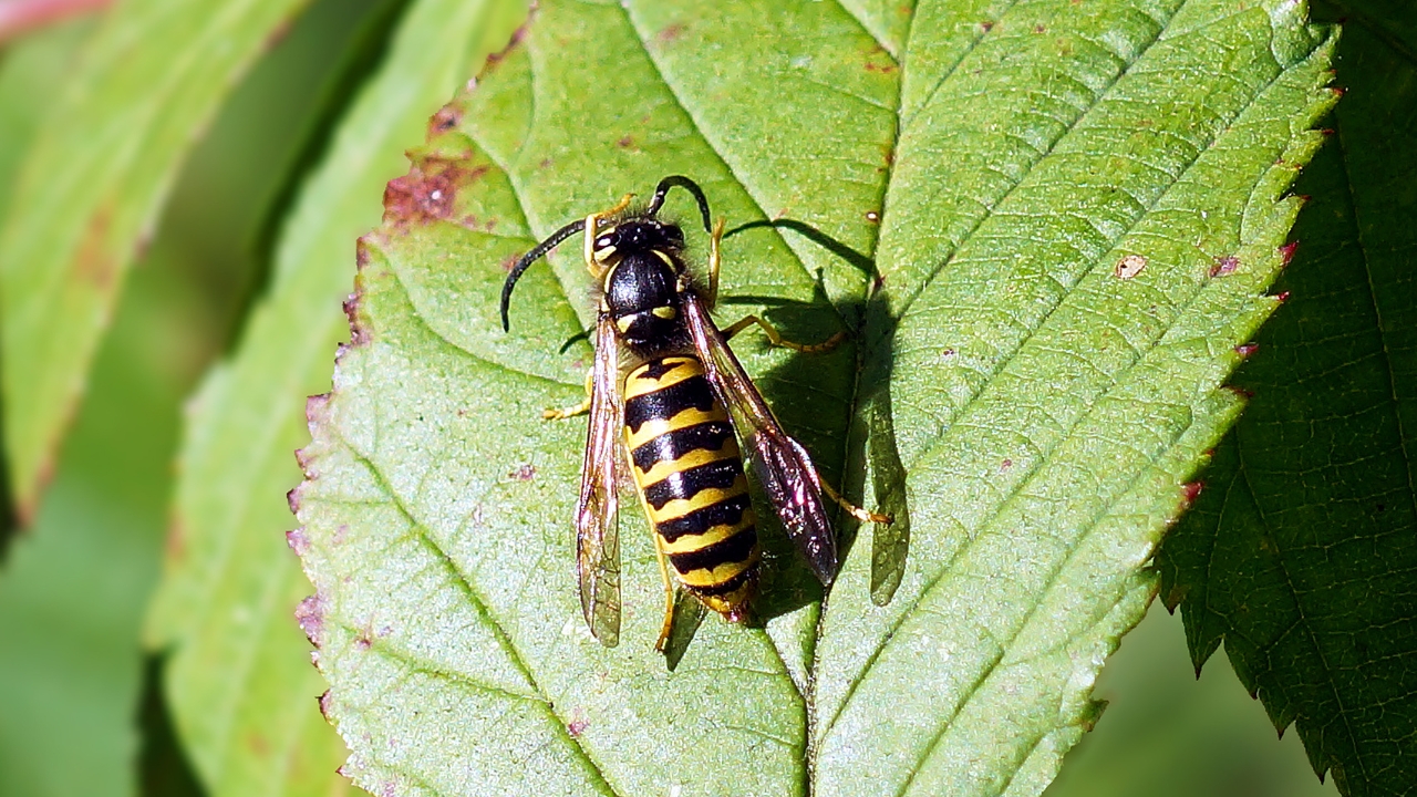 The insects that can trigger life-threatening reactions in minutes