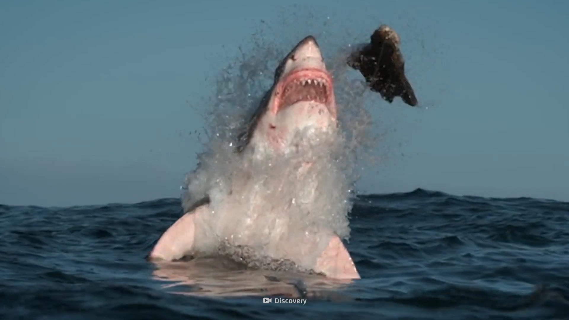 Five sharks whose behavior makes swimming with them a serious risk