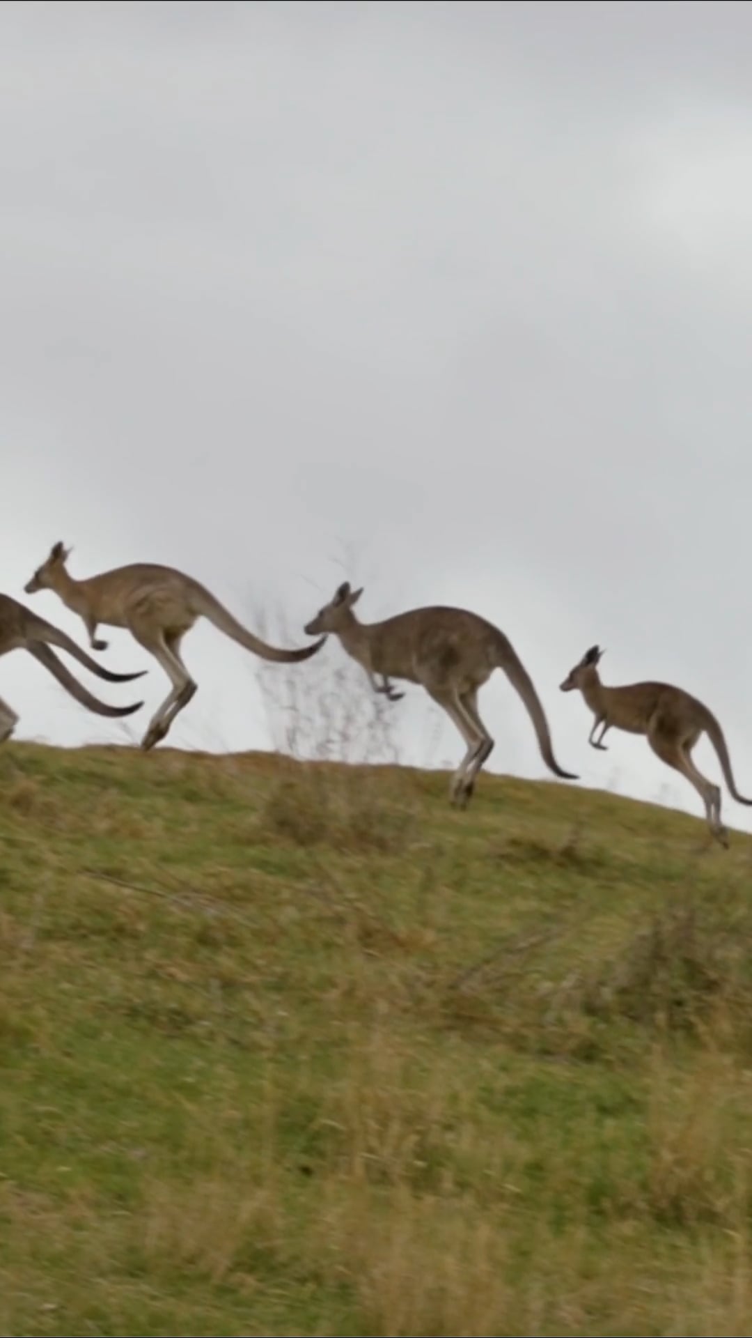 kangaroos-up-close-drone-footage-of-herds-in-the-wild
