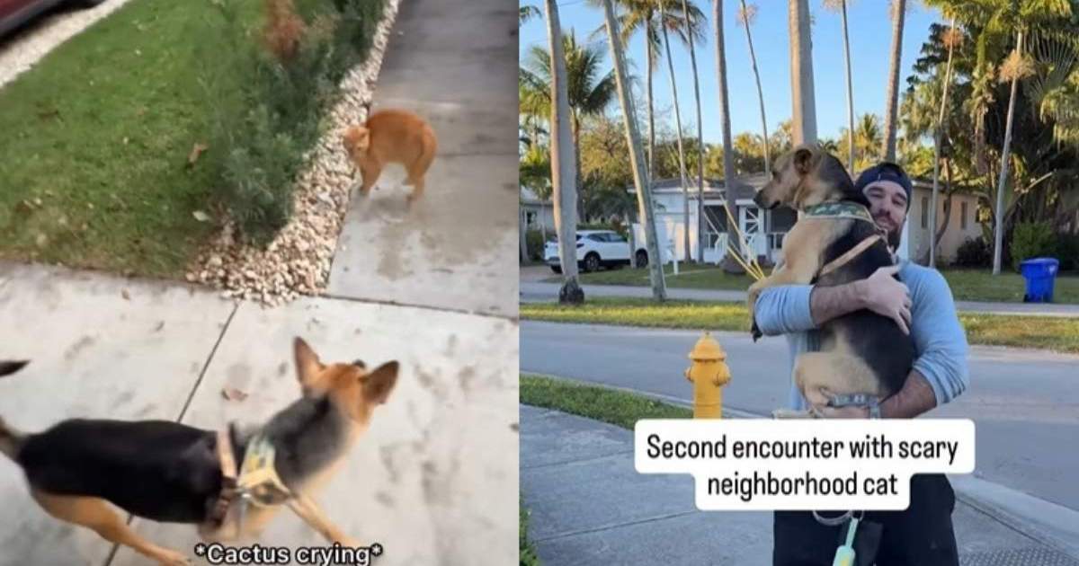 Rescue pup needs to be carried back home after surprise encounter with cat