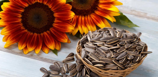 بذور دوار الشمس