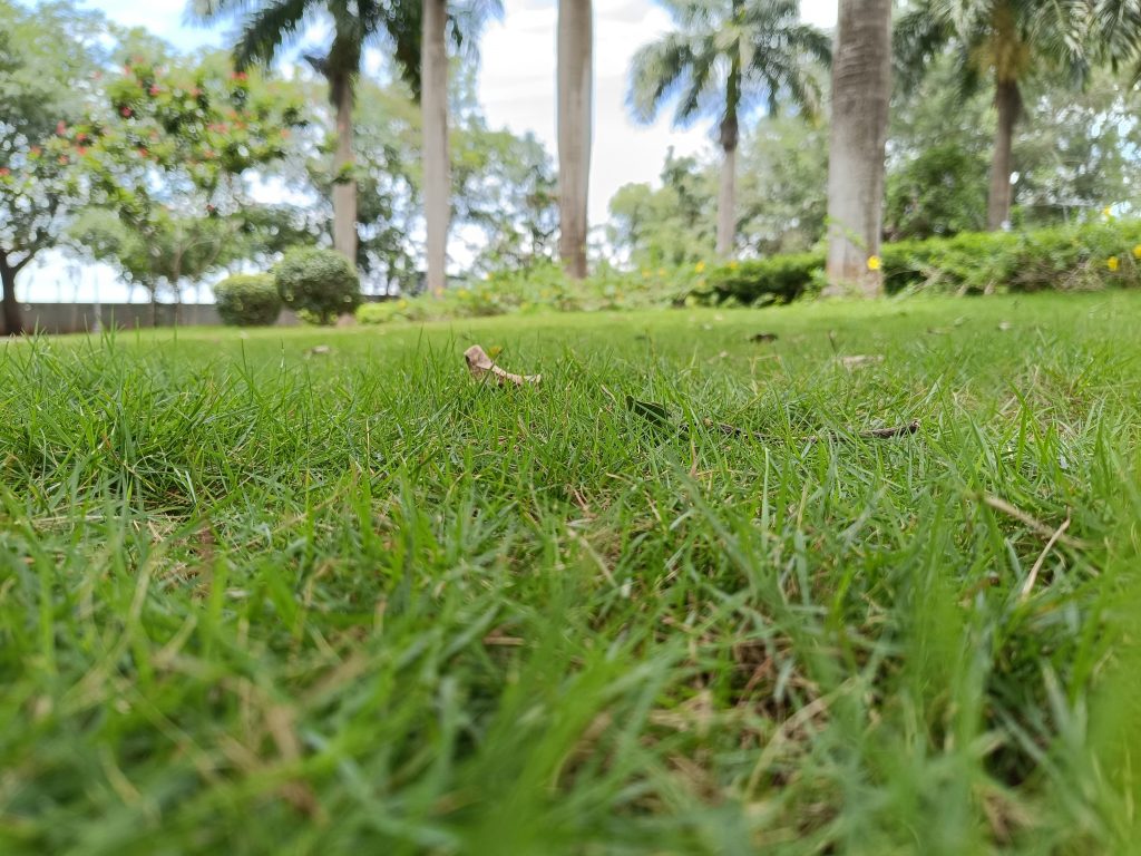 View of Lawn care habits that damage grass