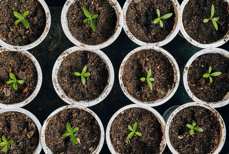 Avoid transplant shock by hardening off seedlings the right way—here's how