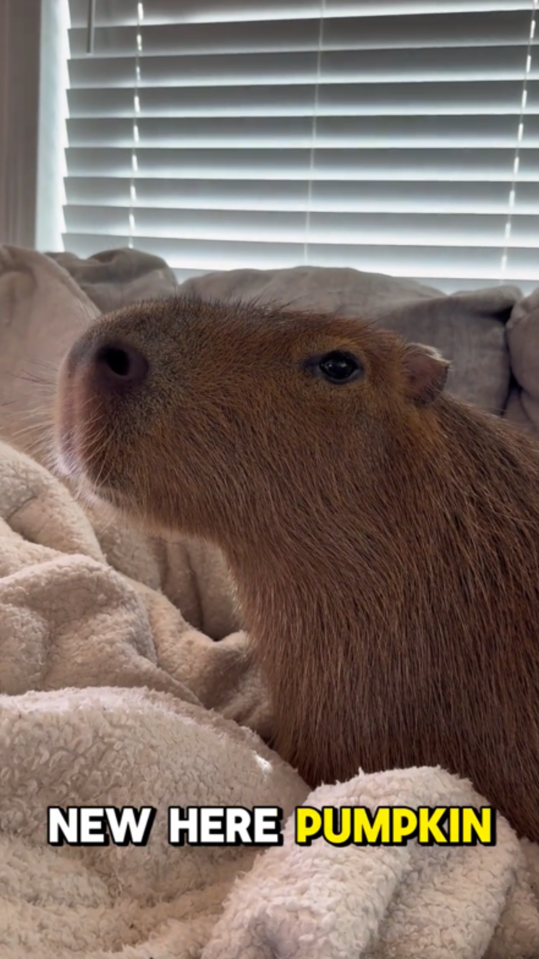 Why capybaras are more interesting than you might think