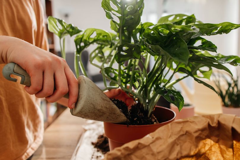 I work at a garden centre — these 3 plants are perfect for any room