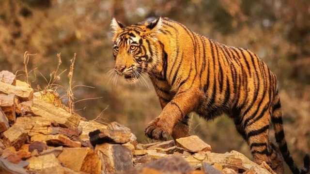 After terrorising villagers near Hyderabad, tiger moves to Jangaon