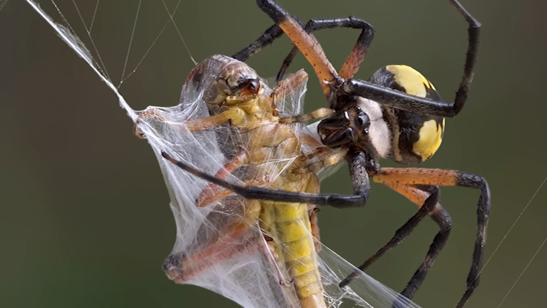 Small bodies, deadly venom - spiders ranked by real biological threat