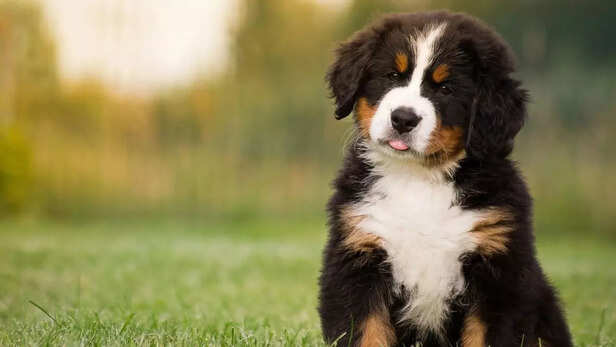 Gallery Detail: Do Dogs Like Music Experts Reveal How Songs Can Affect