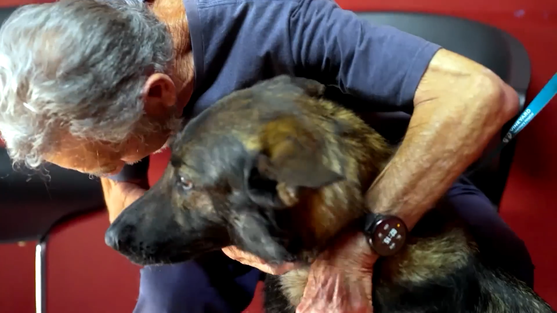 This brave dog loses a leg to cancer – and teaches everyone what ...