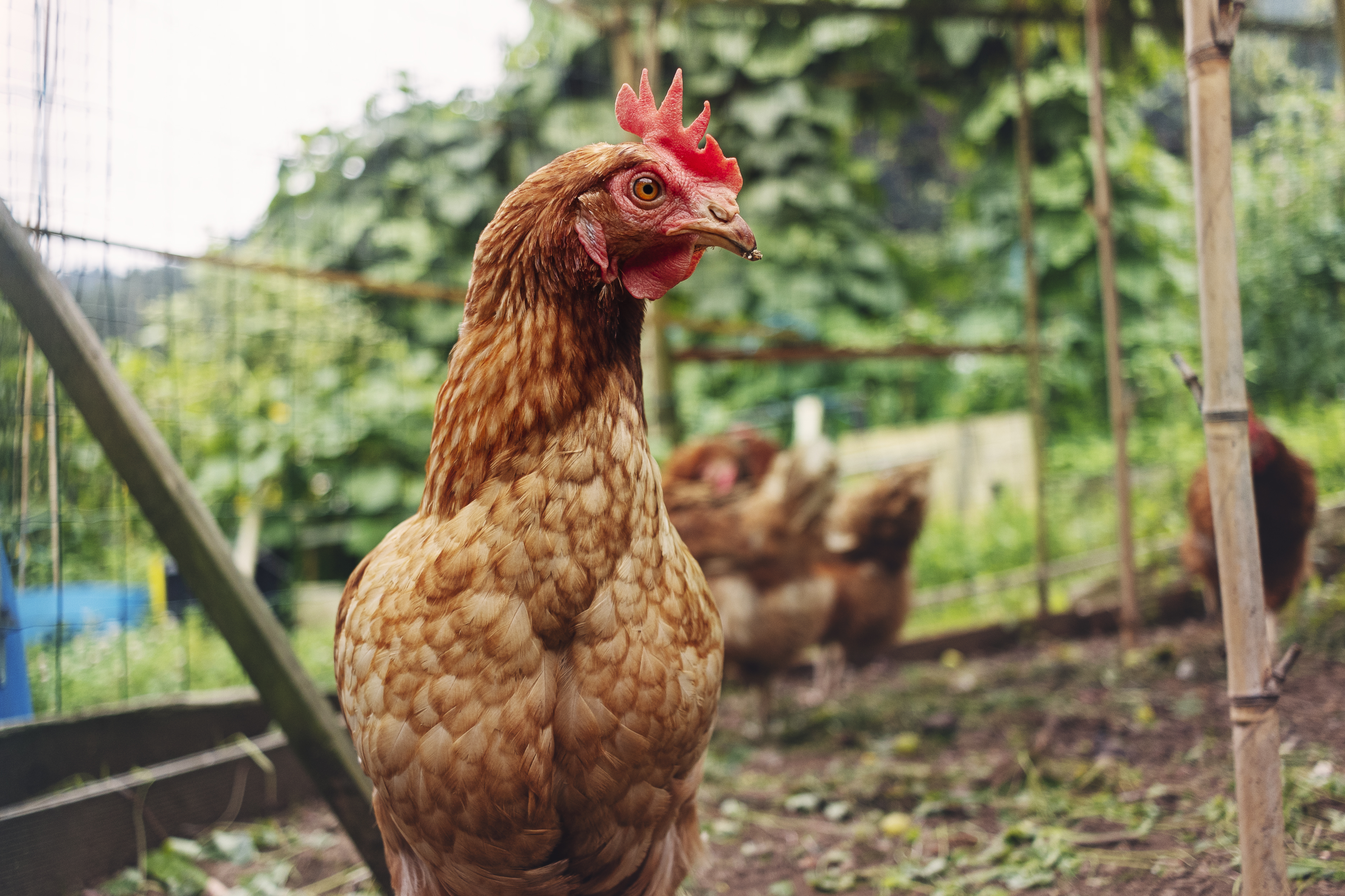Closeup of a chicken, looking surprised.