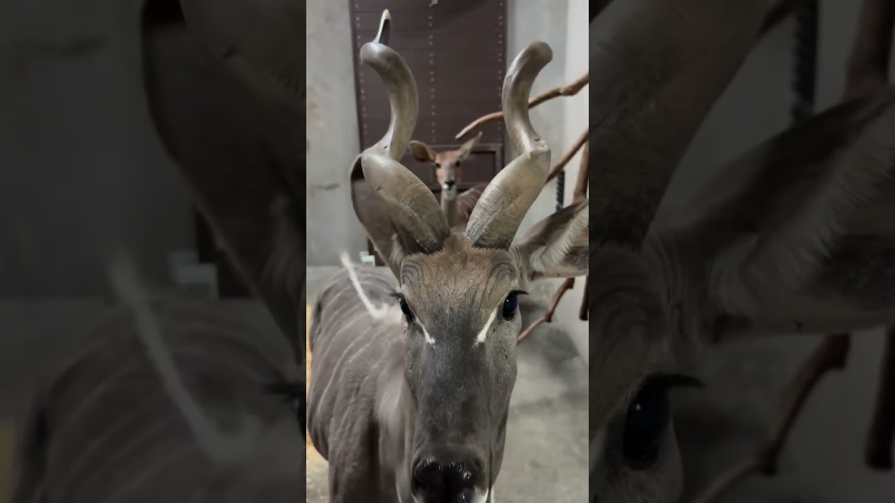This lesser kudu's pre-walk snack routine is too pure to miss