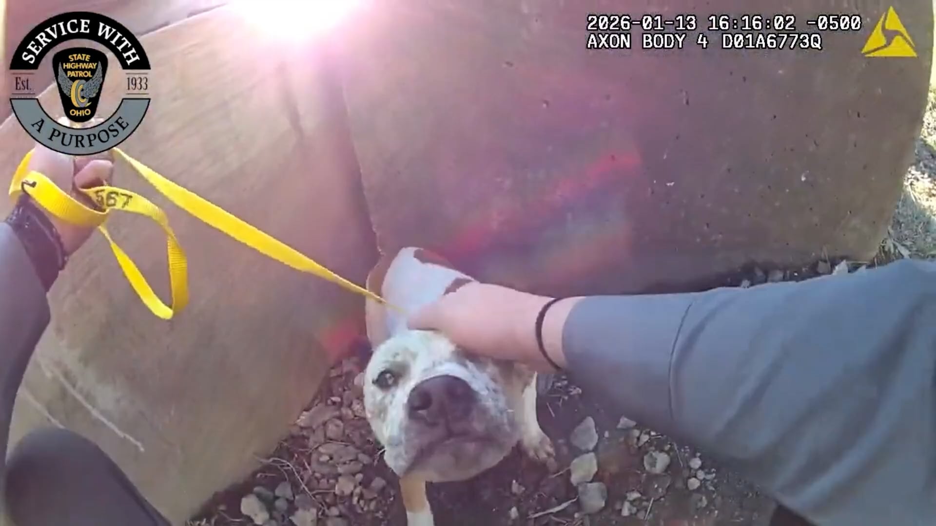 Puppy rescued after being stranded in Ohio