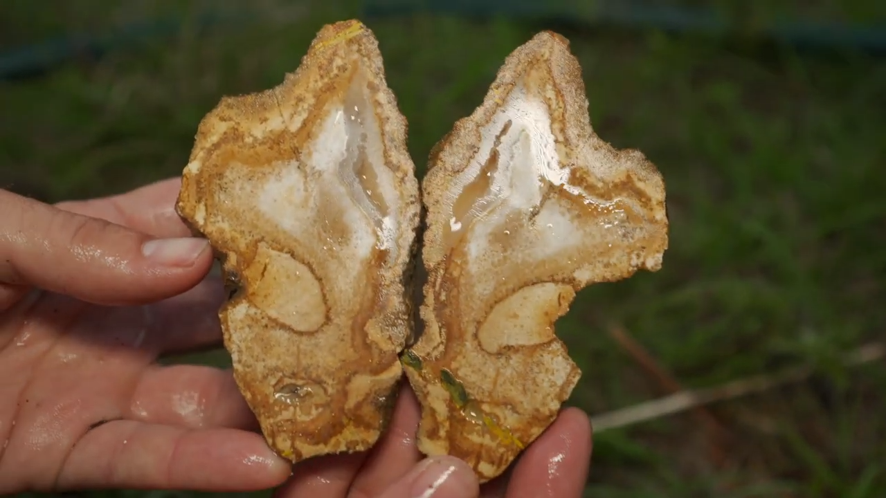 What was inside these Florida geodes shocked us