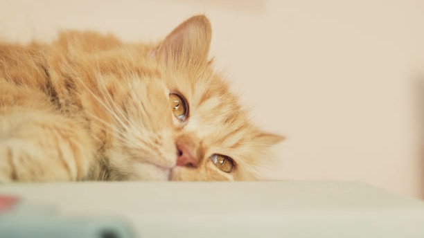 Deshalb schlafen Katzen so viel
