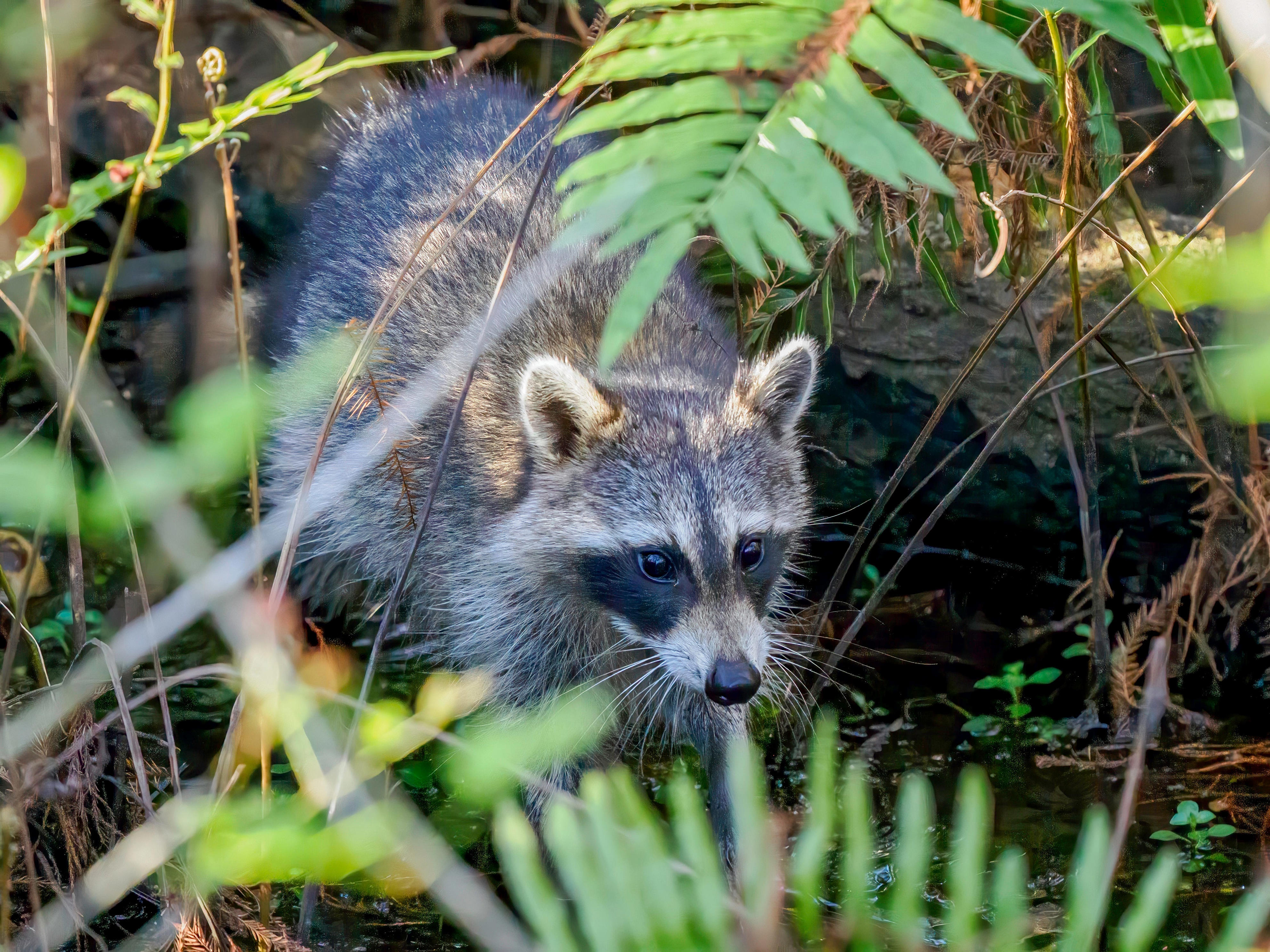 Raccoon in Mount Holly tests positive for rabies