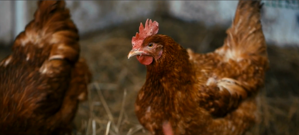 Avian influenza detected in Mississippi commercial poultry flock