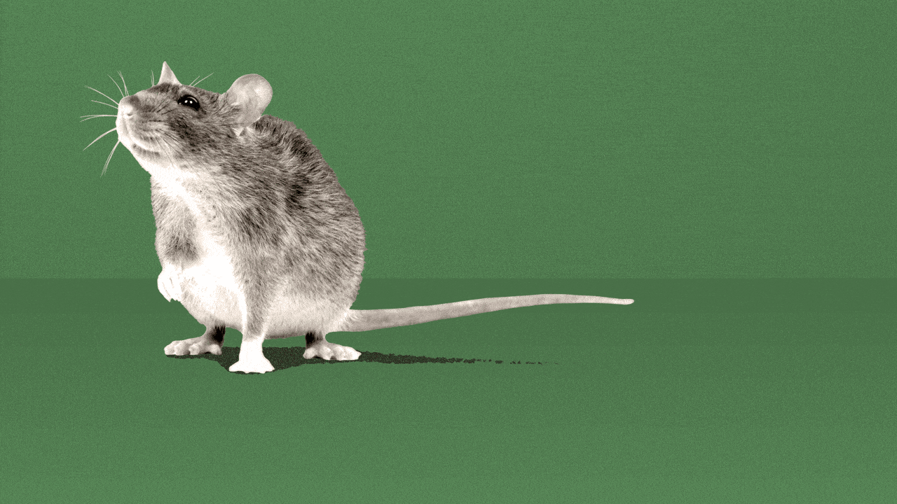 Boston to host national rat summit